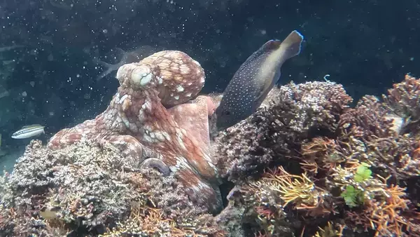売られた喧嘩は買う。タコは血気盛んな縄張り意識の高い魚に対してのみ、腕でひっぱたく