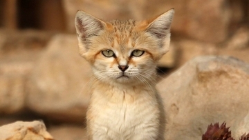 砂漠の天使スナネコもキャットニップに夢中！ニャンゴロする愛くるしい姿を公開