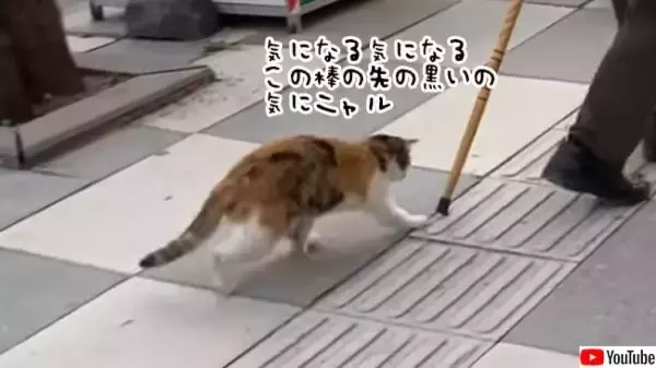 おじいさんの杖で猫が釣れるわけな...それが釣れるんだな、トルコならね