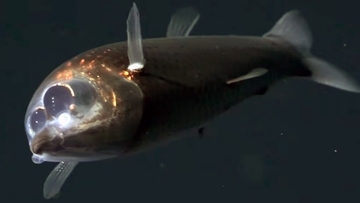頭が透明の深海魚デメニギスの仲間「クロデメニギス」生きた姿が初めて撮影される