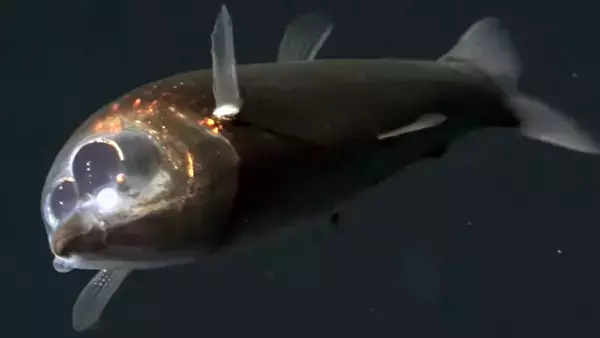頭が透明の深海魚デメニギスの仲間「クロデメニギス」生きた姿が初めて撮影される