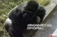 38年前、動物園の檻の中に落下し、ゴリラに助けられた5歳の少年の現在