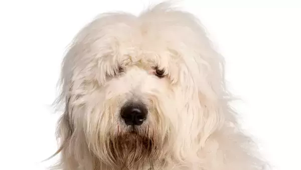 リモコンを人質におやつを要求する賢い大型犬