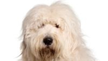 リモコンを人質におやつを要求する賢い大型犬