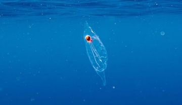 透明なサルパの中に潜んでいたのはなんとタコ！ダイバーが奇跡の遭遇