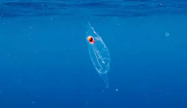 透明なサルパの中に潜んでいたのはなんとタコ！ダイバーが奇跡の遭遇