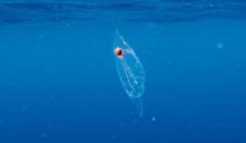 透明なサルパの中に潜んでいたのはなんとタコ！ダイバーが奇跡の遭遇