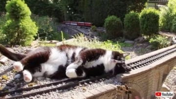 危ない！早くどいて！特撮のワンシーンみたい？巨大猫、線路に横たわって列車の進路を妨害する