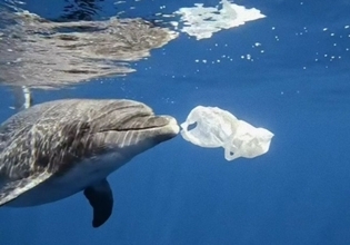 ダイバーと仲良くなったイルカ、海のゴミ拾いに協力する（ギリシャ）