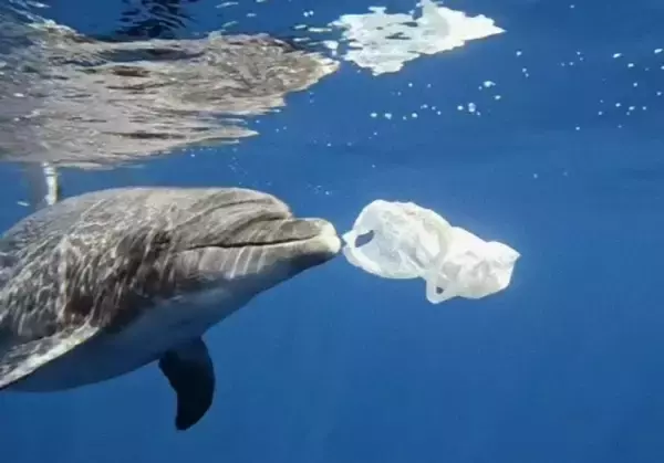 ダイバーと仲良くなったイルカ、海のゴミ拾いに協力する（ギリシャ）