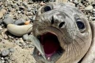 イカだと思ったら… 釣り用ルアーが口に刺さった状態の赤ちゃんアザラシを救助