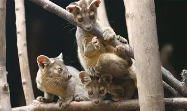 うれしいニュース。猫とイタチを混ぜたような、フォッサの赤ちゃんが生まれたよ