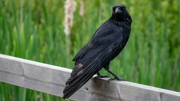 カラスゴスギ！ハシボソカラスの脳は人間やサルの2倍の速さで視覚情報を処理できる