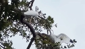 木に絡まった仲間のそばで12時間寄り添い、助けを待ち続けたシロトキの友情物語