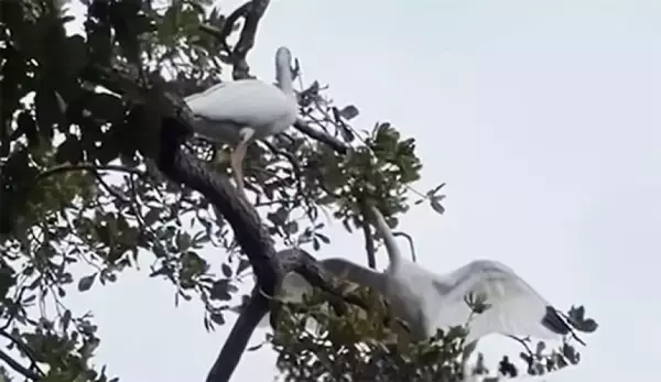 木に絡まった仲間のそばで12時間寄り添い、助けを待ち続けたシロトキの友情物語