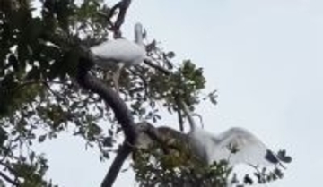 木に絡まった仲間のそばで12時間寄り添い、助けを待ち続けたシロトキの友情物語