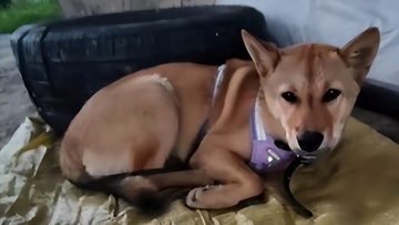 橋の下で犬と暮らし、学費を貯めるために働く19歳男性に支援の輪