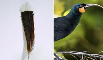 世界で最も高額な鳥の尾羽、1枚400万円で落札