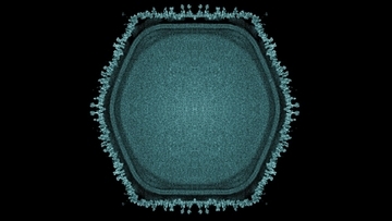 茨城県で新種の巨大ウイルスを発見！宿主のアメーバを肥大化させる特異な性質を確認