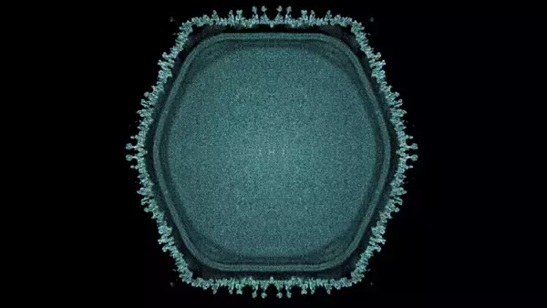 茨城県で新種の巨大ウイルスを発見！宿主のアメーバを肥大化させる特異な性質を確認