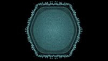 茨城県で新種の巨大ウイルスを発見！宿主のアメーバを肥大化させる特異な性質を確認