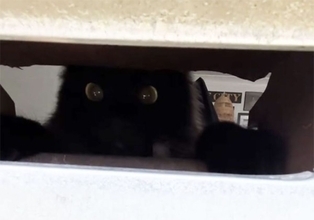 不審物は排除する！毎朝郵便局員と戦う自宅警備猫