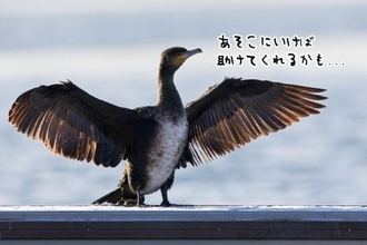 負傷した野鳥、人間の病院のドアを叩いて助けをもとめる