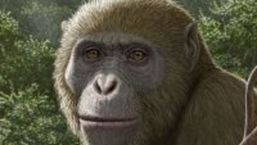 エジプトで1800万年前の新種の類人猿を発見。中東が進化の重要な中心地だった可能性