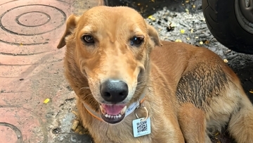 インド工科大学でQRコードを使ったキャンパス犬管理の取り組みが開始