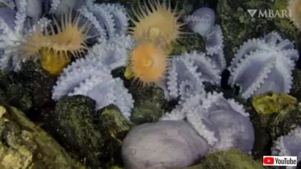 オクトパスガーデンの6か月！タイムラプスで見るタコと深海生物たちのライフサイクル