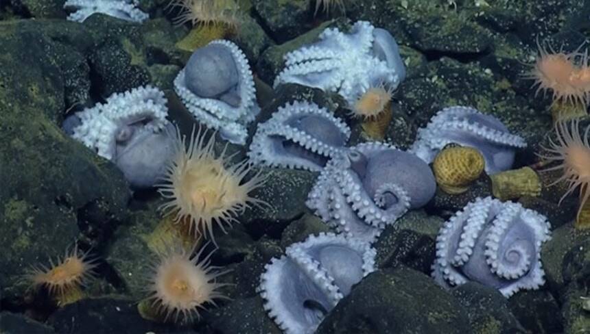 オクトパスガーデンの6か月！タイムラプスで見るタコと深海生物たちのライフサイクル
