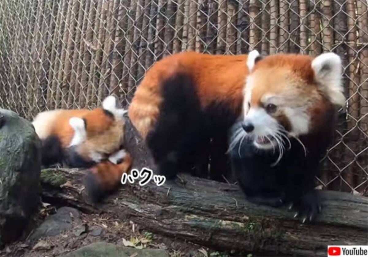やんちゃでかわいいレッドパンダ お母さんにやりたい放題 22年4月13日 エキサイトニュース