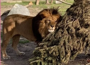 役目を終えたクリスマスツリーが、動物たちを笑顔に！動物園での取り組み