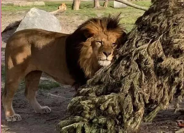 役目を終えたクリスマスツリーが、動物たちを笑顔に！動物園での取り組み