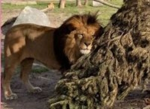 役目を終えたクリスマスツリーが、動物たちを笑顔に！動物園での取り組み