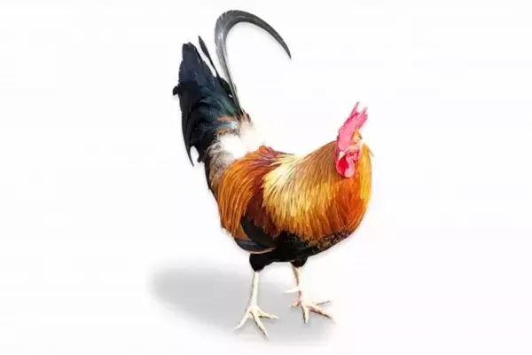 やさしい世界。同じニワトリが何度も競りにかけられ落札された理由は赤ちゃんを救うため