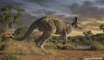 大きくても跳べたんです！絶滅した巨大カンガルーがジャンプできた理由を解明