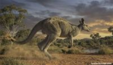 大きくても跳べたんです！絶滅した巨大カンガルーがジャンプできた理由を解明
