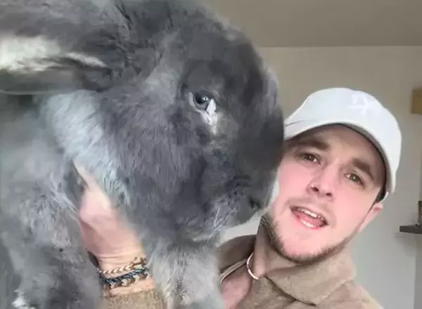 巨大すぎてびっくり！体長1.2m超えのウサギのサイズ感がバグる