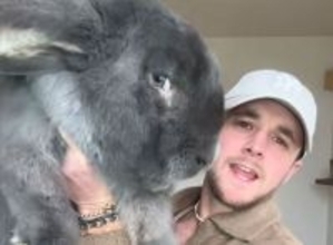 巨大すぎてびっくり！体長1.2m超えのウサギのサイズ感がバグる