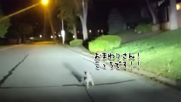 「おまわりさんこっちです！」倒れた飼い主を助けるため道路に出て警察官を自宅に導いた犬