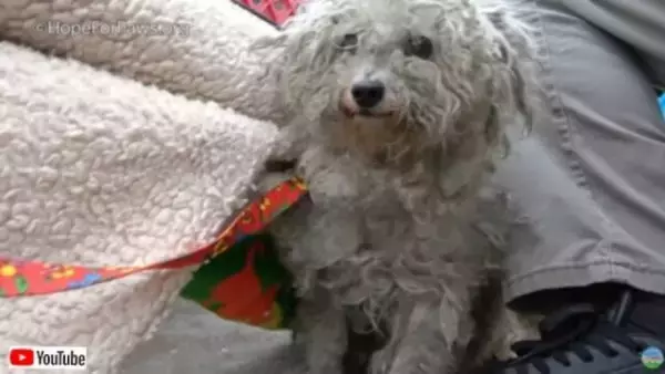 Hope For Paws～ホームレスに世話されていた捨て犬、第二の犬生を歩み始める