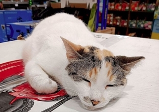 アメリカのホームセンターの看板猫が行方不明に！情報提供者に報奨金