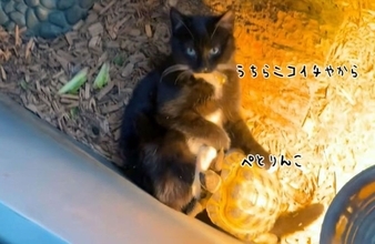 いつも一緒、ニコイチな猫と亀