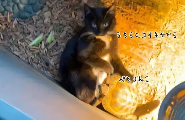 いつも一緒、ニコイチな猫と亀