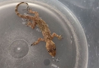 フロリダの寒波で凍りついたヤモリを保護。奇跡の復活劇はこのあとすぐ！