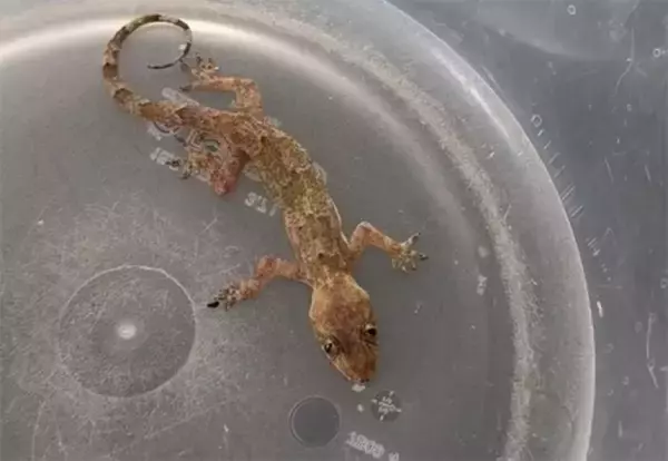 フロリダの寒波で凍りついたヤモリを保護。奇跡の復活劇はこのあとすぐ！