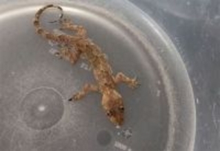 フロリダの寒波で凍りついたヤモリを保護。奇跡の復活劇はこのあとすぐ！