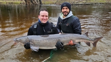 アメリカの湖に住む淡水魚、チョウザメの寿命は400歳を超える可能性