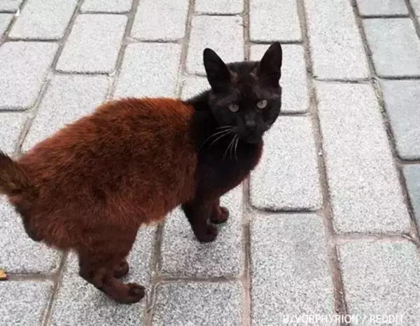 体の途中から色が違う！黒と茶の2色使いが斬新なトルコの猫が話題に